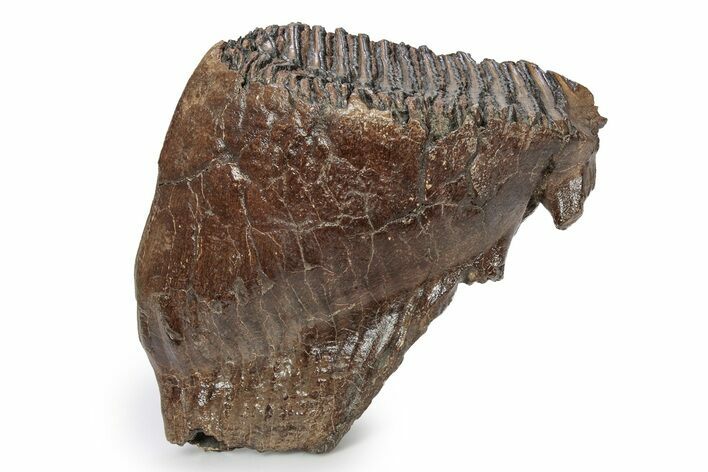 Fossil Woolly Mammoth Upper M Molar - Poland #357017